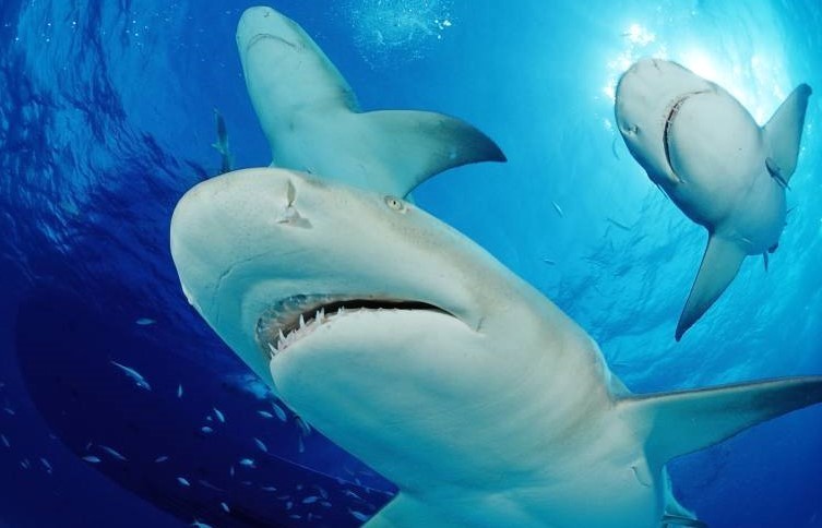 Hai-Attacke zerfetzt Mann an spanischem Strand - Wasser färbt sich blutrot - Panik am Strand!